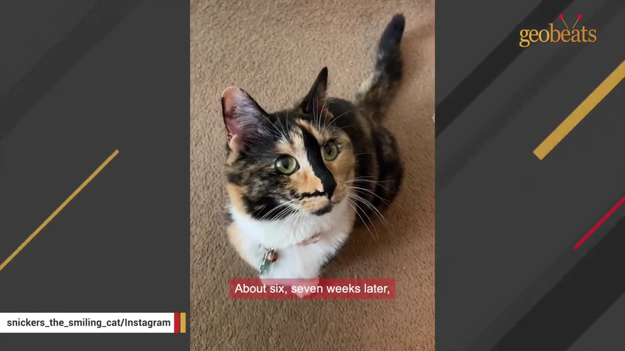 A close-up, high-angle shot of a calico cat with green eyes looking up while sitting on a brown carpet.