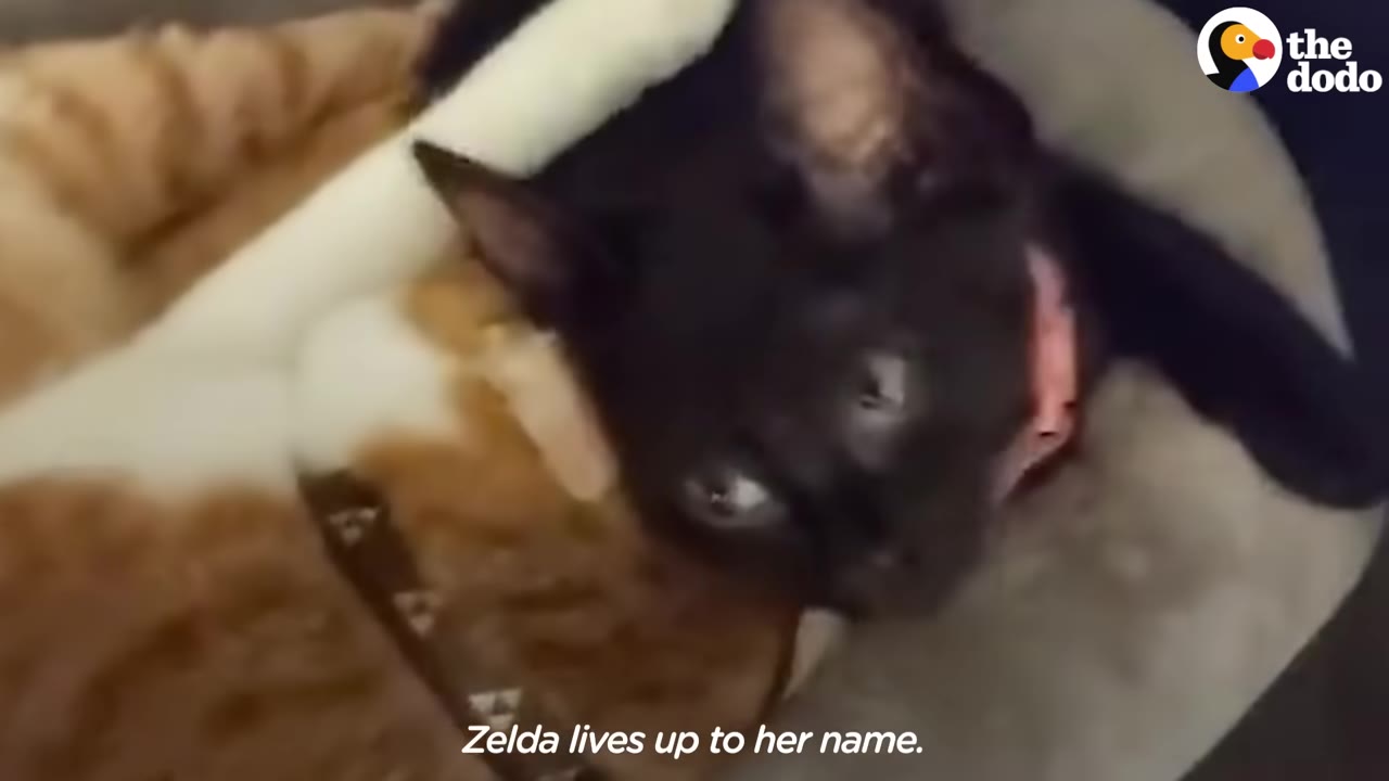 A close-up of a playful black kitten with a pink collar lying upside down next to an orange tabby cat.