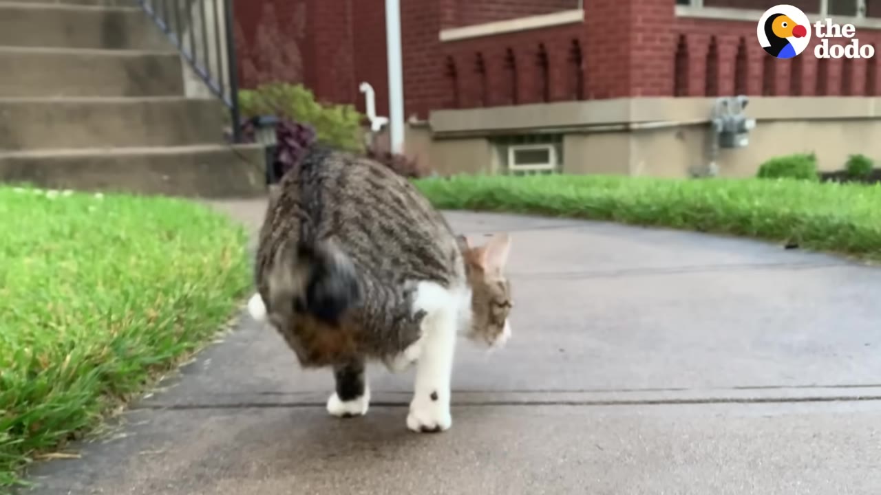 A tabby and white cat walking on its front legs along a concrete sidewalk outdoors.