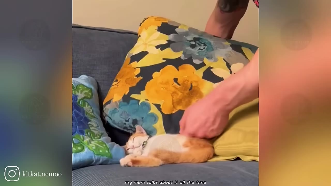 A tiny orange and white kitten sleeps on a blue couch next to large floral pillows while a person's hand gently pets its back.