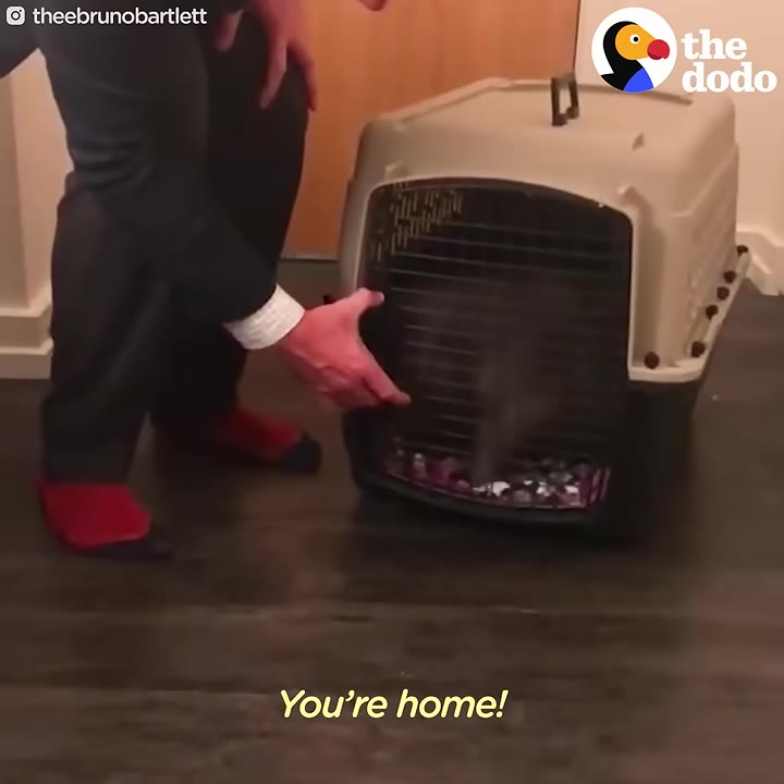 A person in a suit and red socks stands next to a pet carrier on a wooden floor, with the text 'You're home!' on the screen.