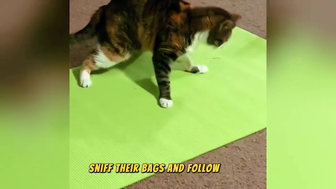 A calico cat walks across a bright green mat on a carpeted floor, sniffing the ground.