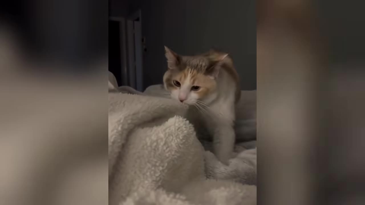 A light-colored calico cat peers alertly over the edge of a white textured blanket in a dimly lit room.
