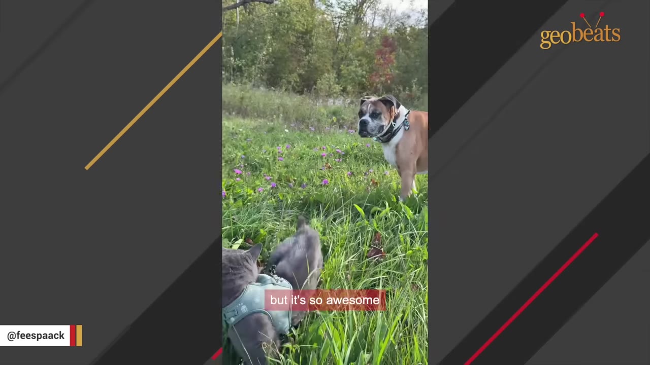 A grey cat wearing a harness walks through a grassy field with purple wildflowers while a brown and white boxer dog watches it curiously.