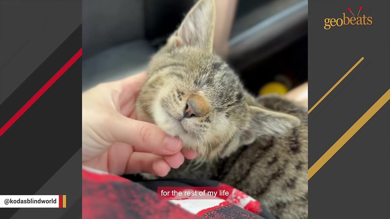 A close-up of a blind tabby cat being gently petted under the chin by a person's hand, looking content and peaceful.