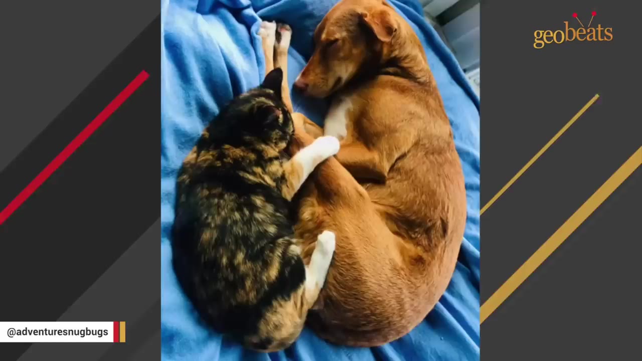 A calico cat and a brown dog curled up together, sleeping peacefully on a blue blanket.