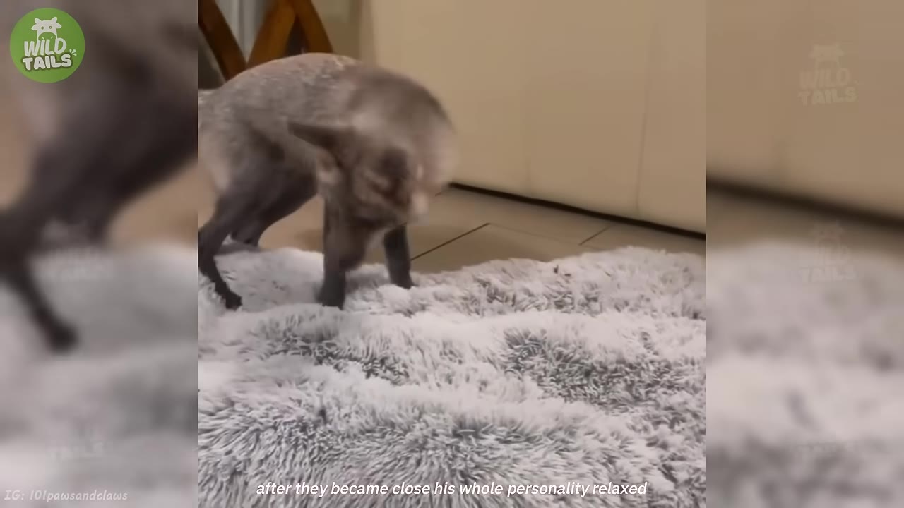 A grey cat stands on a fluffy white rug, looking relaxed.