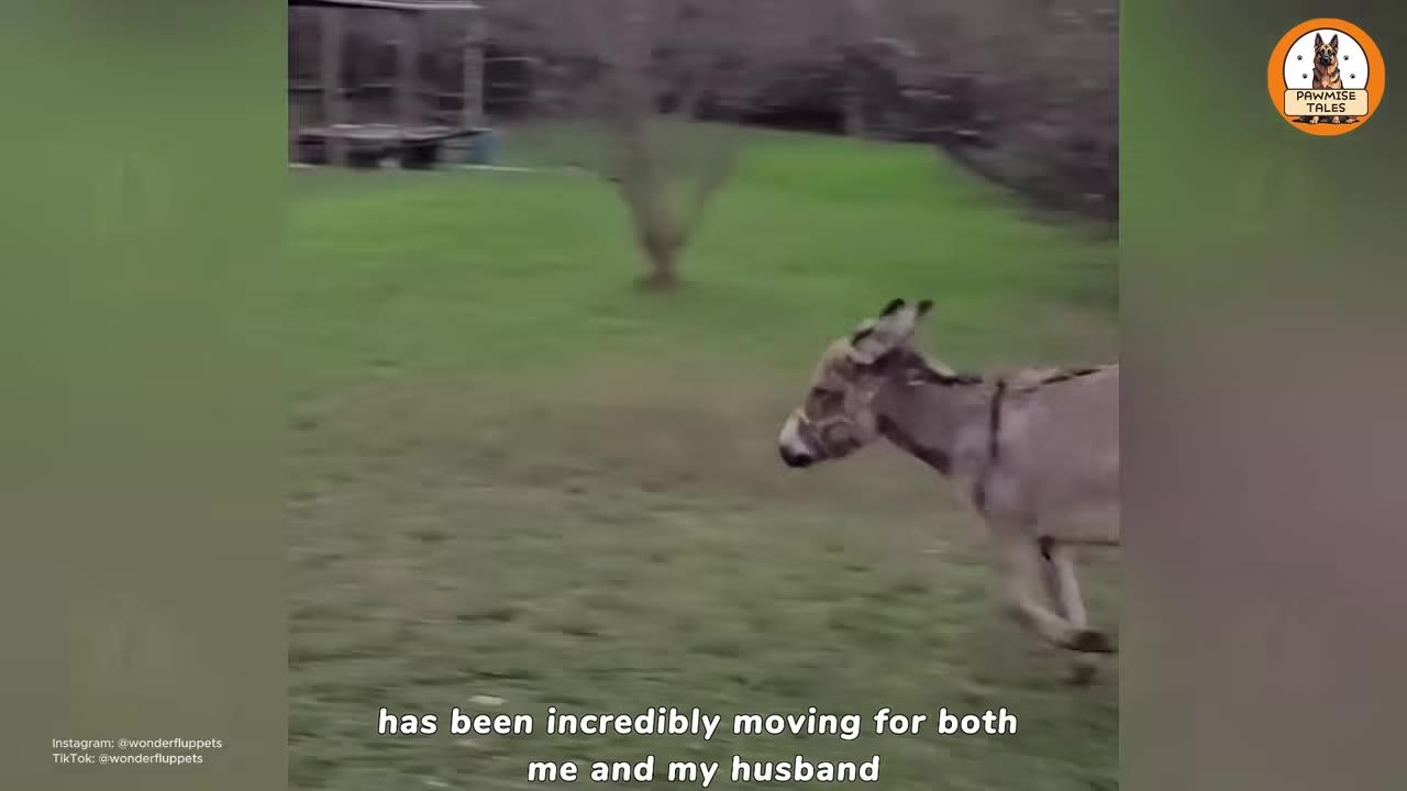 A donkey running across a grassy field.
