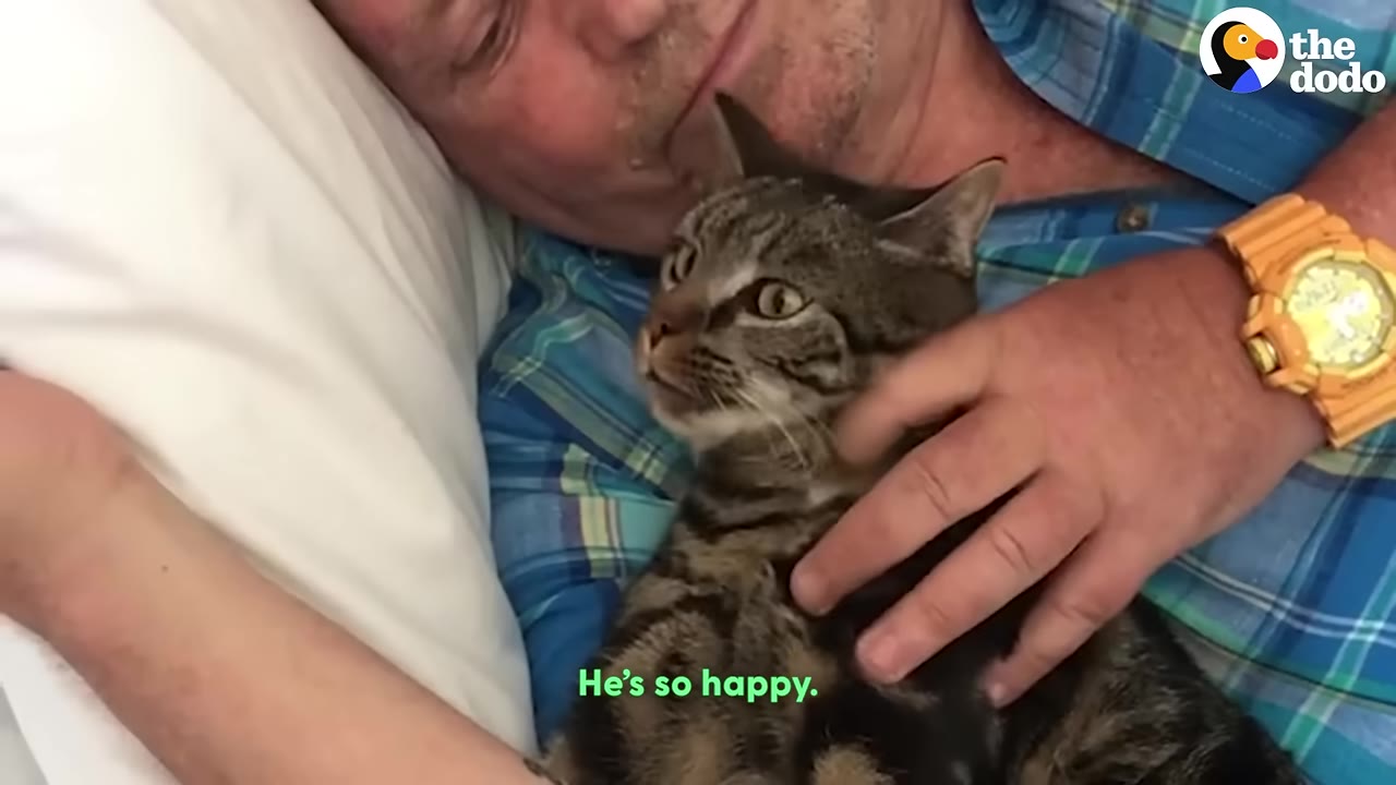 A tabby cat lies on a man's chest while being gently petted, looking up with a content expression.