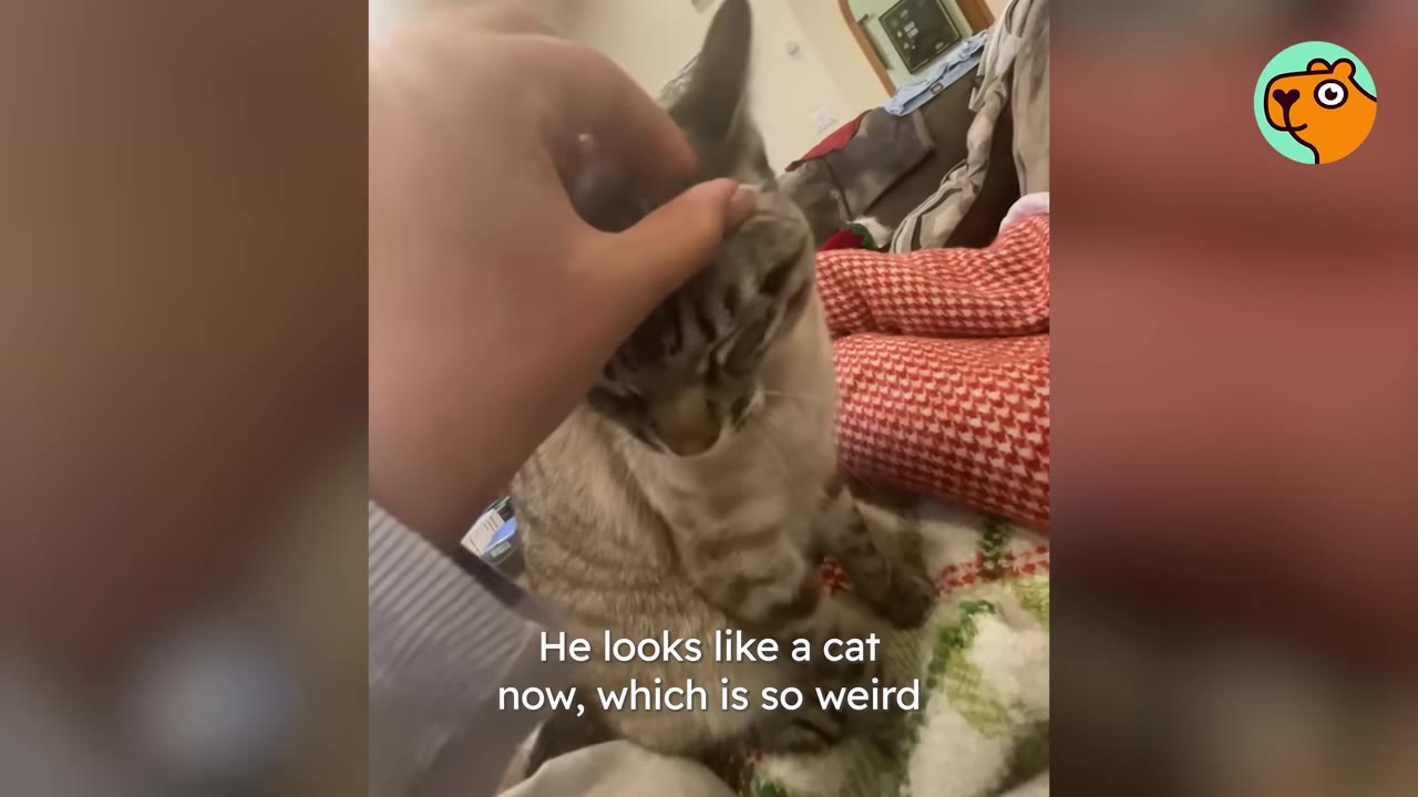 A hand gently pets a light-colored tabby cat sitting on a patterned blanket.