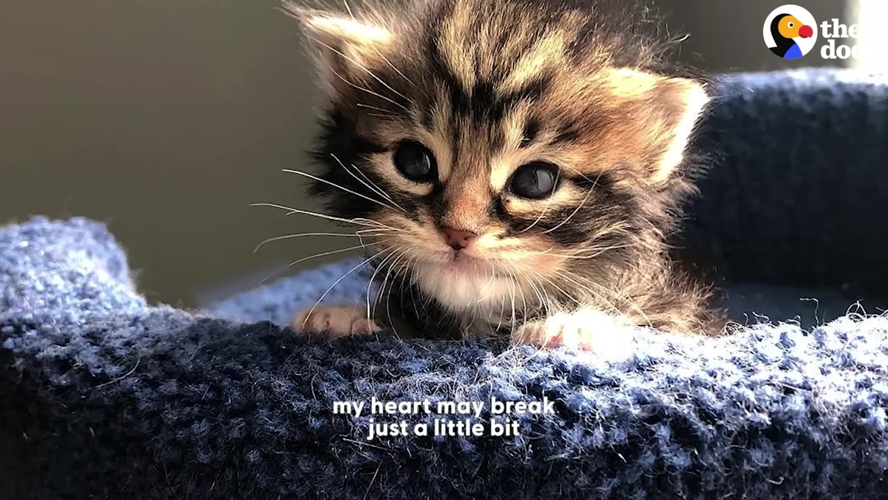 A close-up of a small, fluffy tabby kitten with large dark eyes looking forward from a blue textured pet bed, with the subtitle 'my heart may break just a little bit' displayed at the bottom.