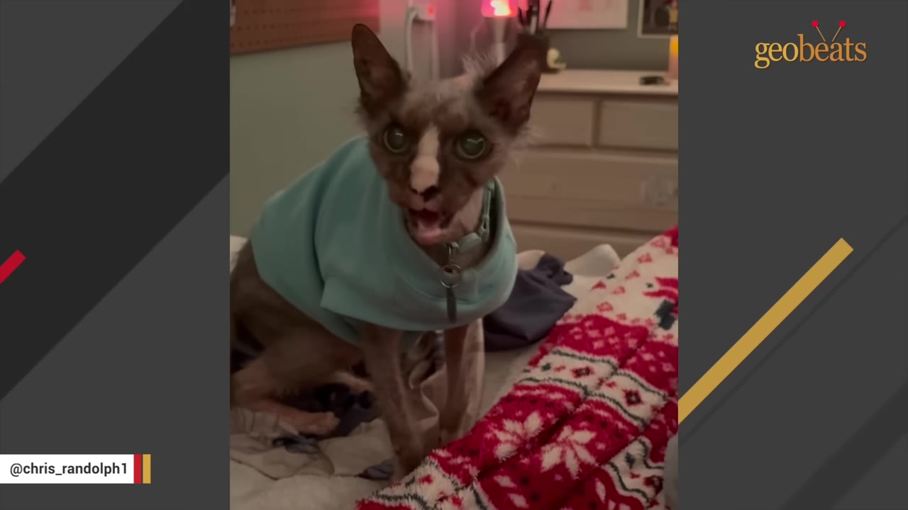 A unique-looking grey and white cat wearing a light blue sweater sits on a bed next to a red and white patterned blanket.