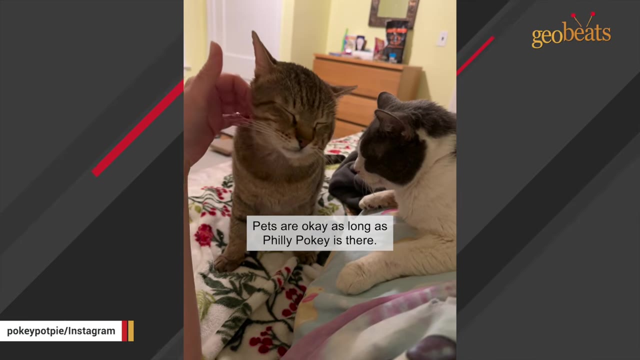 A brown tabby cat closes its eyes as a human hand gently pets its head, while a grey and white cat rests nearby on a floral blanket.