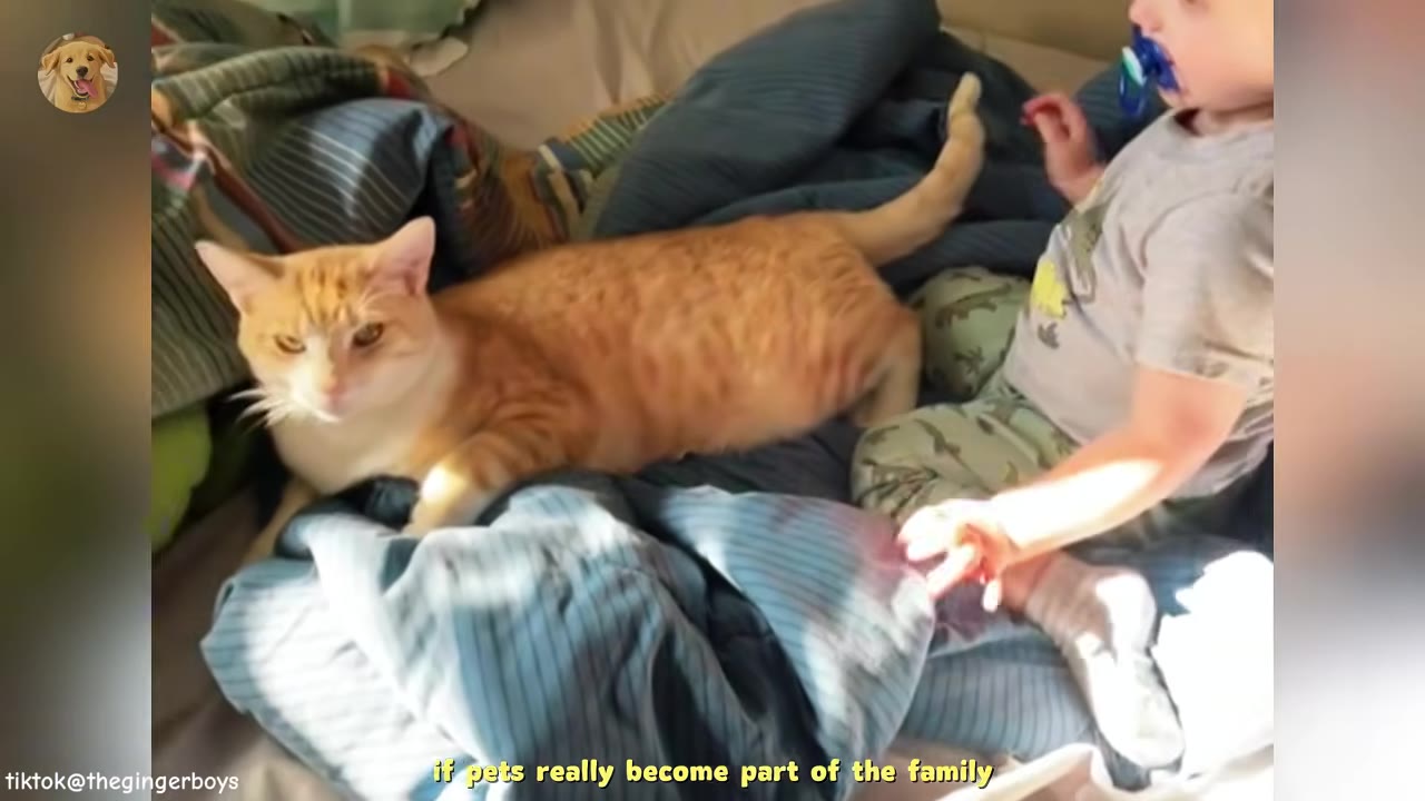 An orange tabby cat lying on a bed next to a young toddler with a pacifier, with text overlay reading 'if pets really become part of the family'.