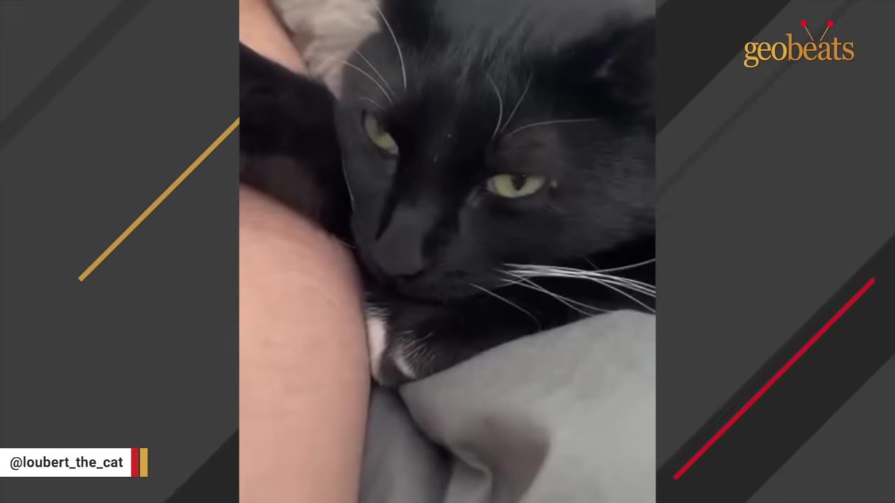 A close-up of a black and white cat resting its head affectionately against a person's arm.