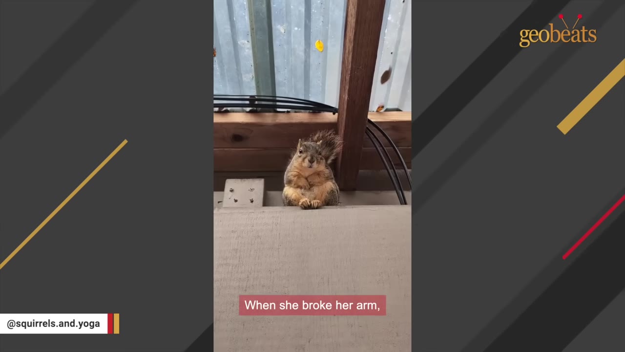 A squirrel sits upright on a ledge under a wooden beam, looking directly at the camera.