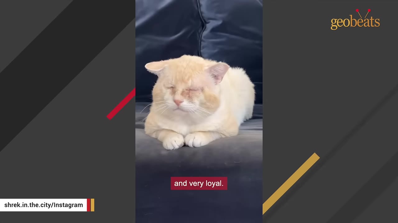 A light orange and white cat named Shrek with folded ears rests peacefully on a dark blue sofa with his eyes closed.
