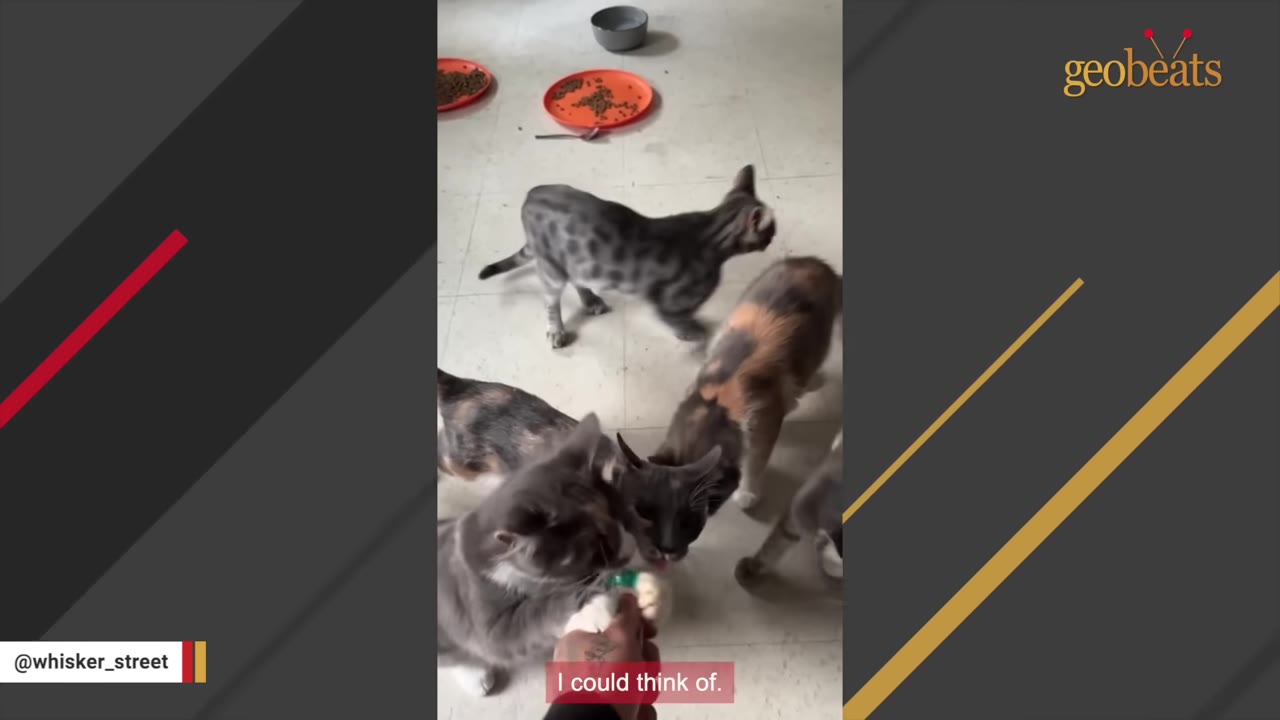 A person's hand feeds a treat to a fluffy grey cat surrounded by several other cats on a kitchen floor.