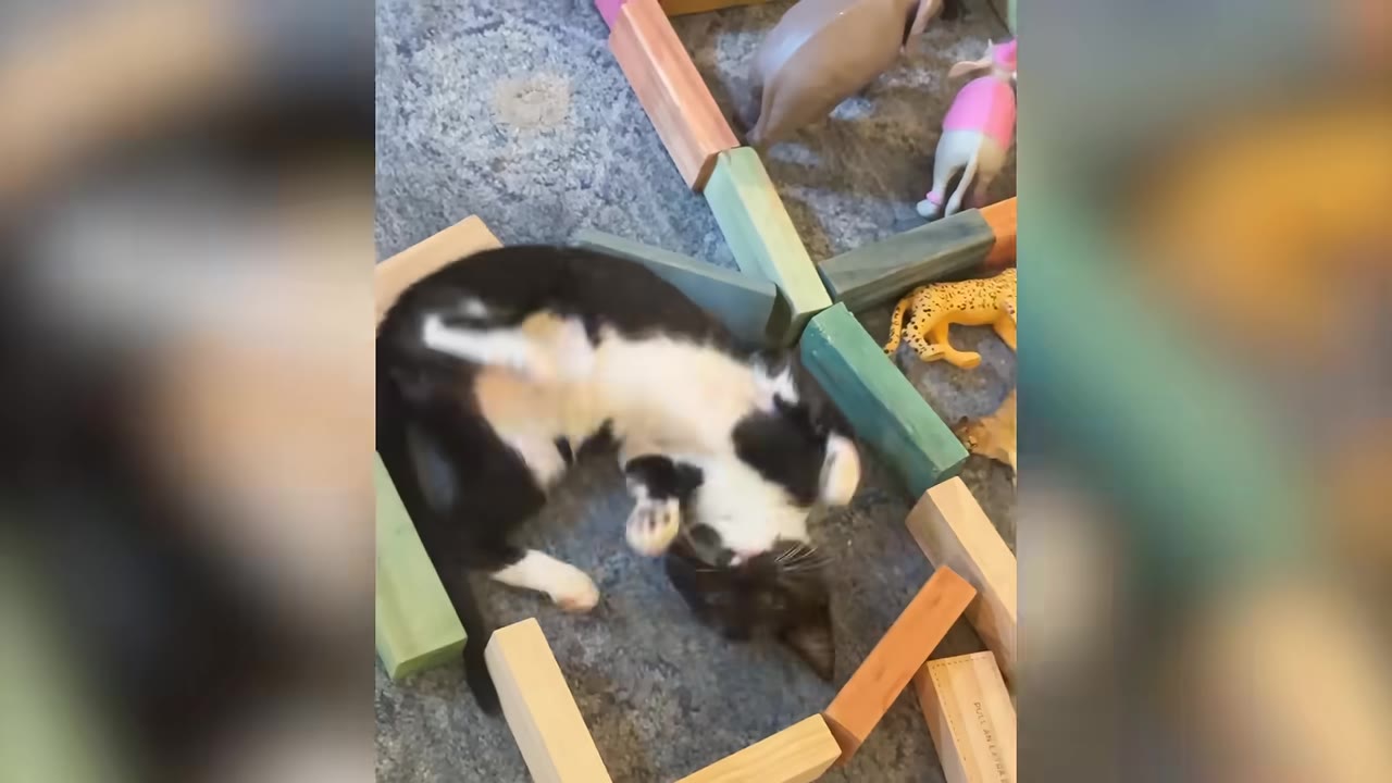 A black and white cat rolls playfully on its back on a carpeted floor surrounded by colorful wooden blocks.