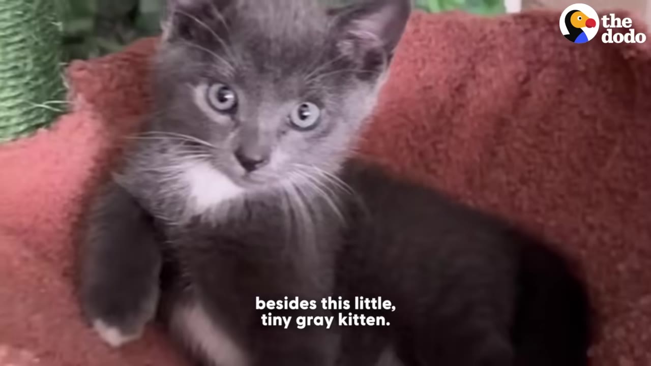 A close-up shot of a small, fluffy gray kitten with white patches on its chest and paws, looking directly at the camera while sitting in a soft, reddish-brown pet bed.
