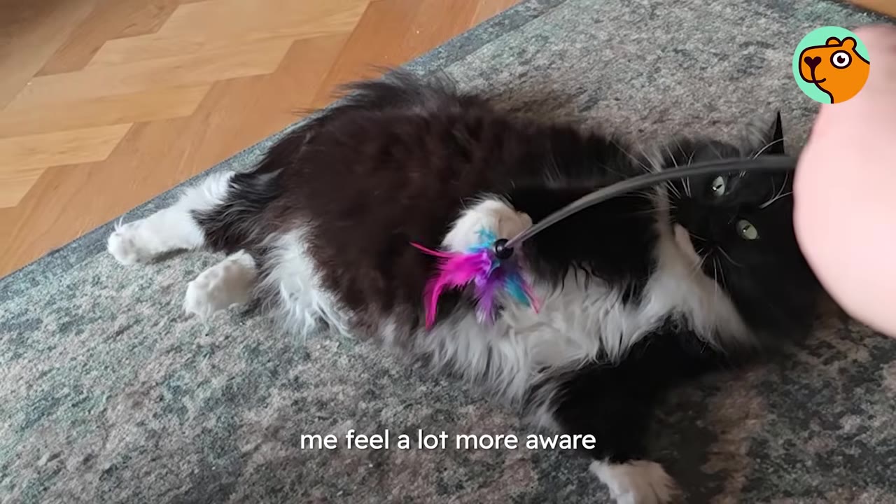 A fluffy black and white cat lies on its back on a rug, playing with a colorful feather toy held by a person.
