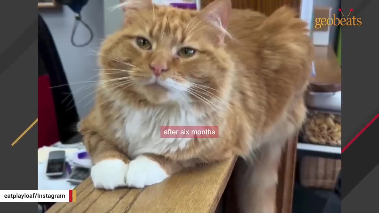 A fluffy orange cat with white paws sits on a wooden ledge, looking directly at the camera.