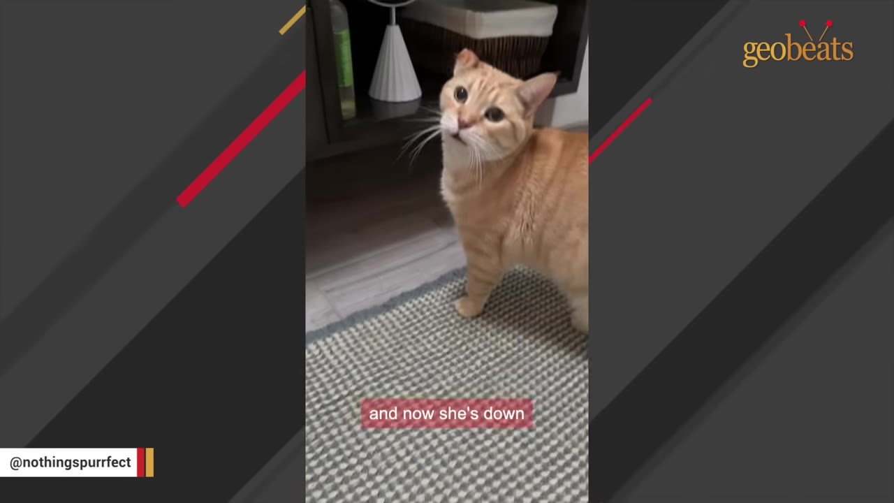 An orange cat stands on a grey and white patterned rug, looking up towards the camera.