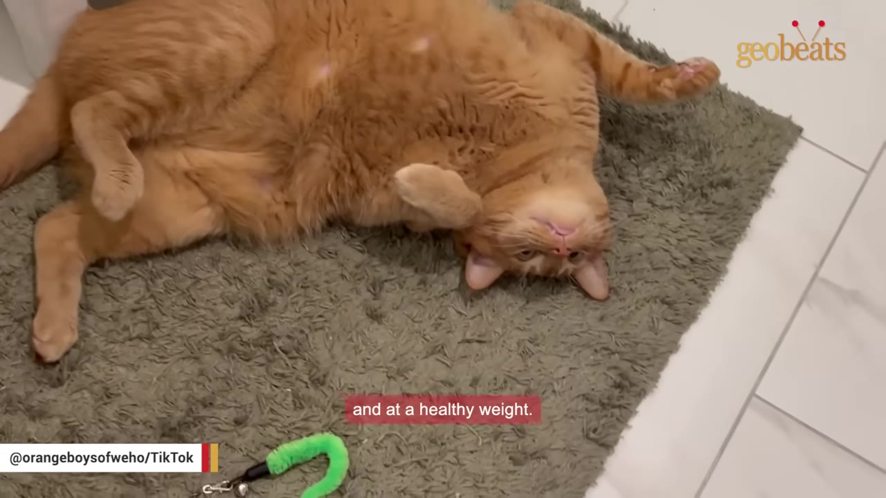 An orange tabby cat lying on its back on a grey rug, looking up at the camera.
