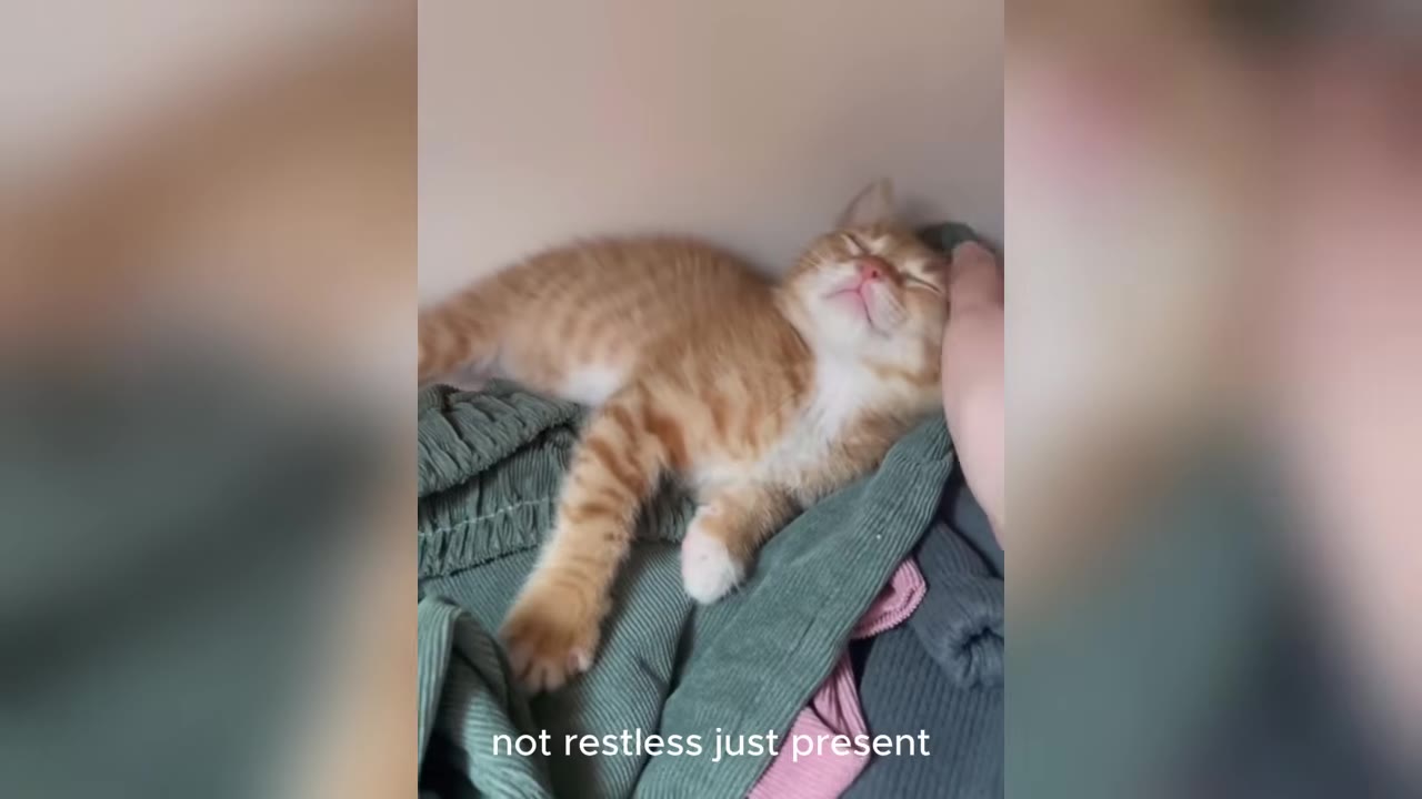 An orange tabby kitten sleeping peacefully on a pile of green and pink clothes while a hand gently strokes its head.