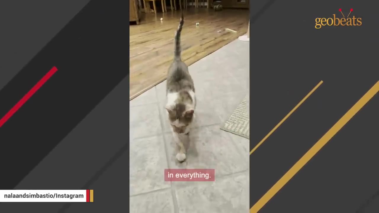 A grey and white cat walking confidently across a tiled floor inside a house with its tail held high.