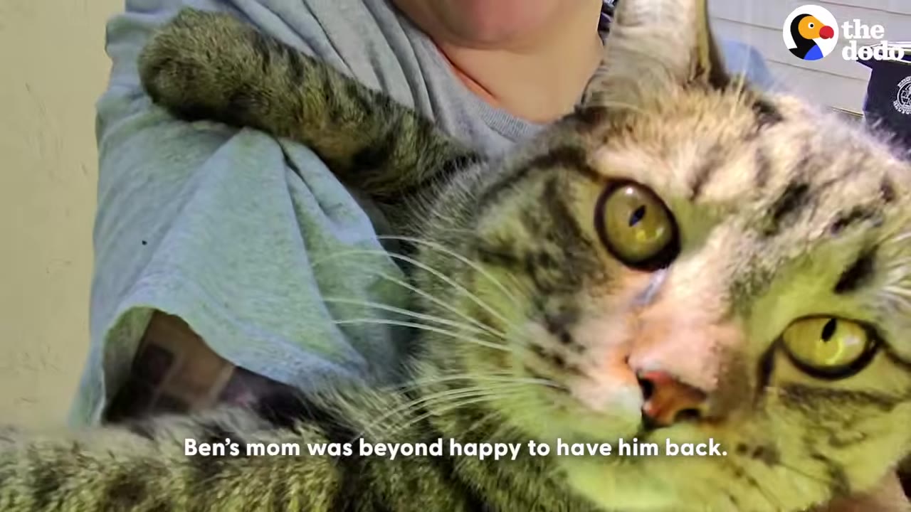 A close-up of a tabby cat with green eyes being held in the arms of a person wearing a grey shirt.