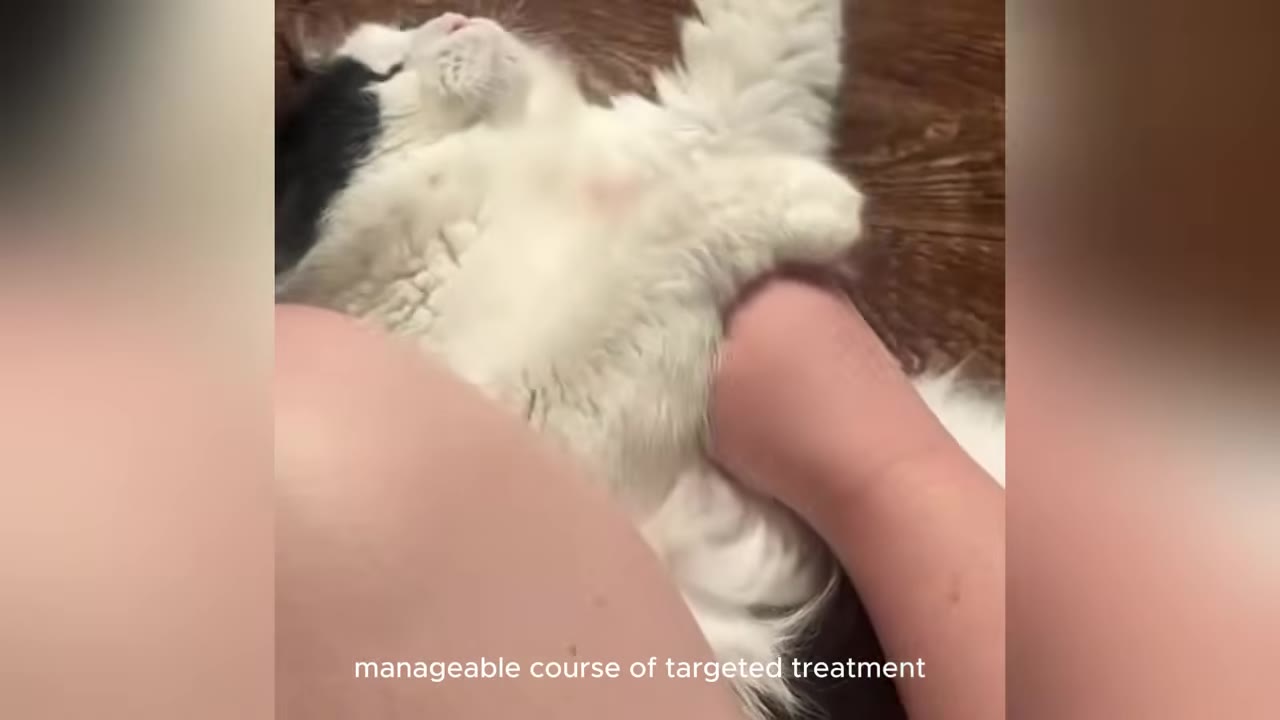 A fluffy black and white cat lies on its back on a person's lap, showing its white belly.