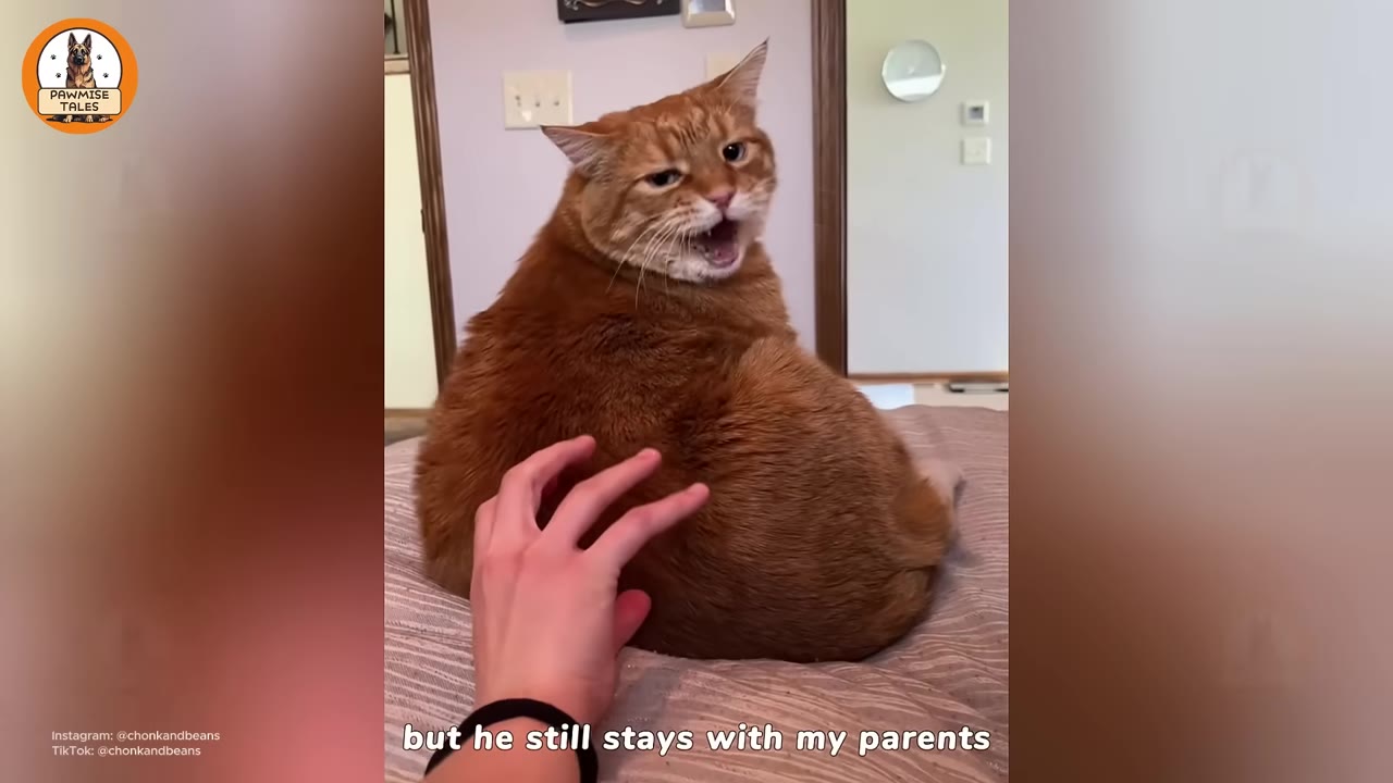A large orange tabby cat sitting on a bed looks back with an open mouth as a hand gently pets its back.