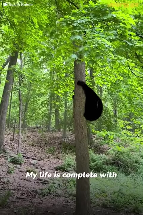 A black bear climbing a tree trunk in a lush green forest with text overlay reading 'My life is complete with'.