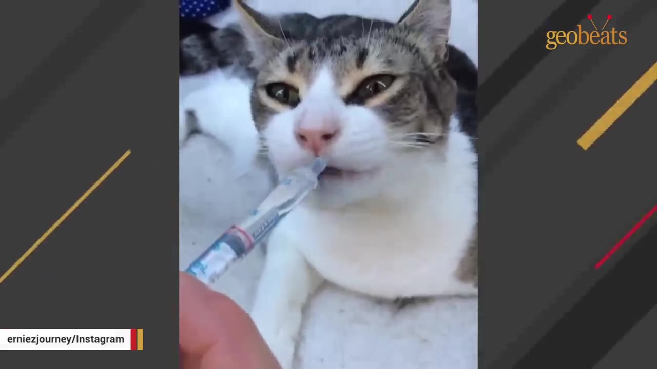 A close-up shot of a brown and white cat licking liquid medicine from a plastic syringe held by a person.