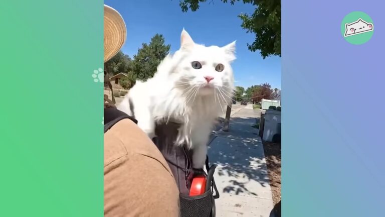 California Cat Becomes A Local Celebrity And His Final Chapter Leaves A Lasting Legacy Of Love