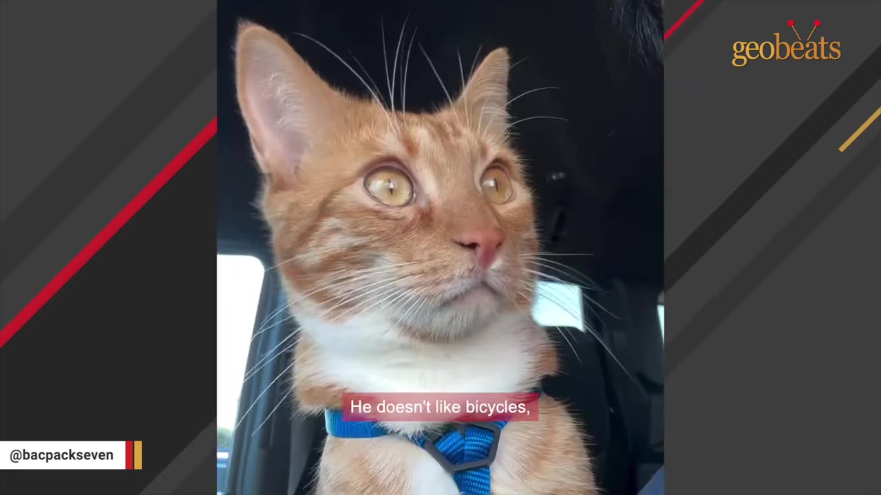 An orange and white cat wearing a blue harness looks out of a car window with wide, alert eyes, with a subtitle that reads 'He doesn't like bicycles,'.