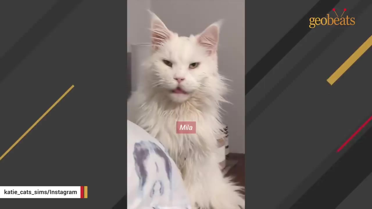 A large, fluffy white Maine Coon cat named Mila looking directly at the camera.