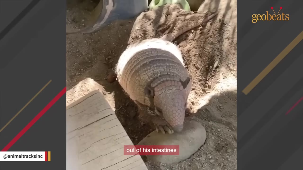 An armadillo standing on dirt next to a rock and a wooden plank.