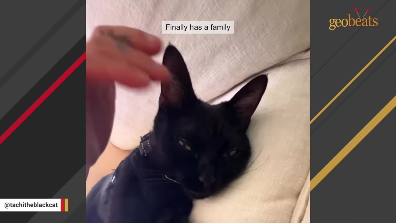 A close-up shot of a hand gently petting a black cat resting on a light-colored cushion.