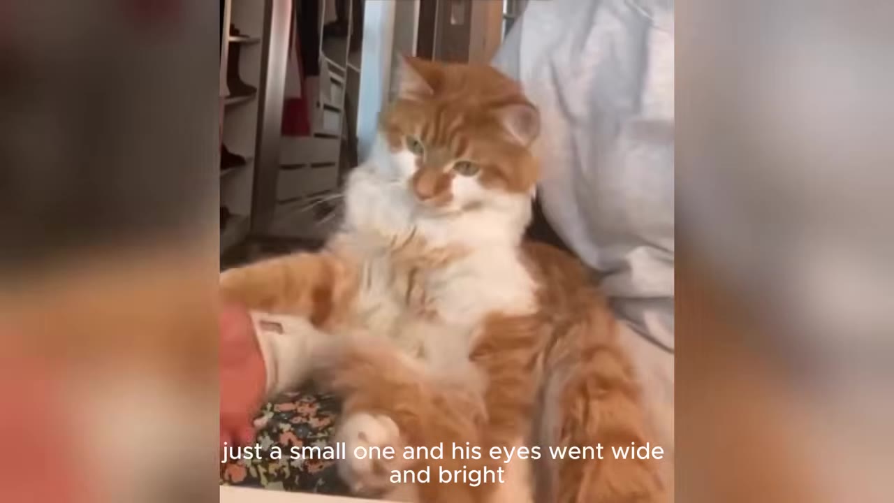 An orange and white long-haired cat sits on a person's lap, looking forward with wide eyes.