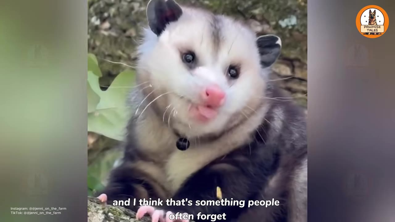 A close-up portrait of a fluffy opossum with a pink nose and dark eyes, looking towards the camera while perched on a tree branch.