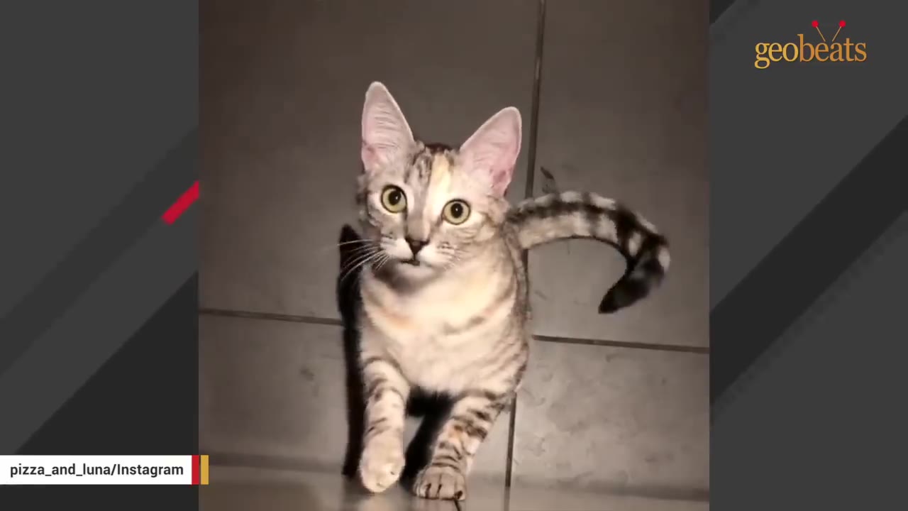 A grey and white tabby cat with large green eyes stands and looks directly at the camera.