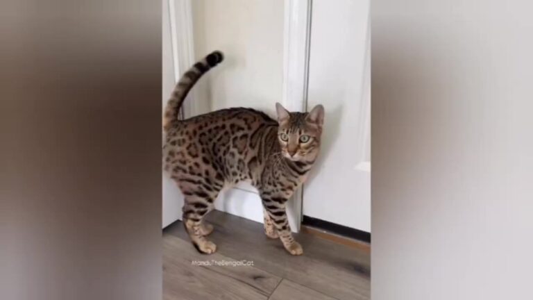 California Cat Wakes Up With A Lot To Say, And Her Outdoor Adventures Reveal A Beautiful Spirit