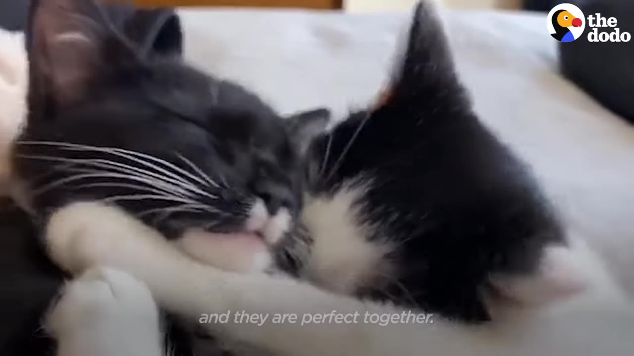 Two black-and-white kittens cuddling closely together on a bed, with one resting its head against the other.