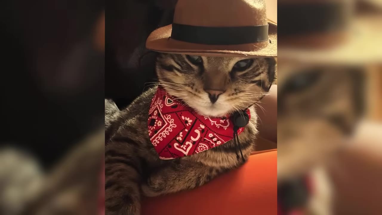 A close-up portrait of a tabby cat wearing a miniature brown cowboy hat and a red patterned bandana around its neck.
