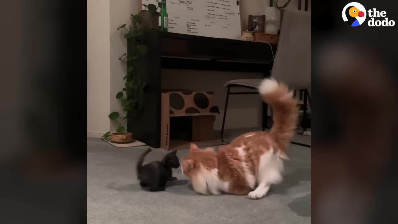 A small black kitten stands on a grey carpet facing a large, fluffy orange and white cat who is crouched down to its level.
