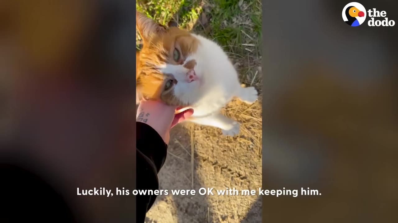 An orange and white cat looking up affectionately while being petted by a hand, with text on screen reading 'Luckily, his owners were OK with me keeping him.'