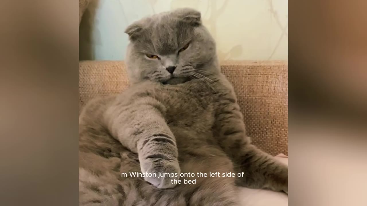 A fluffy grey Scottish Fold cat named Winston sits upright on a textured beige couch, looking directly at the camera with a grumpy expression.