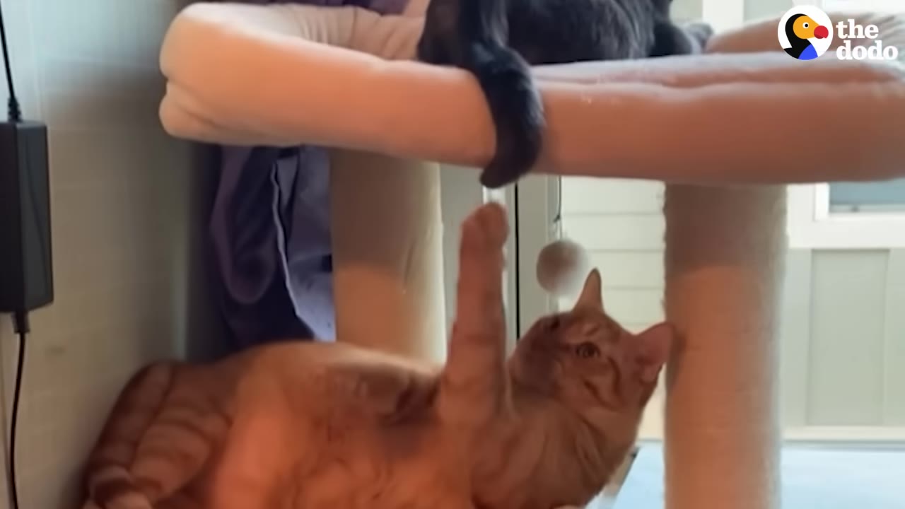 An orange tabby cat lying on a cat tree reaches up playfully with its paw toward the tail of a dark-colored cat sitting on the platform above.